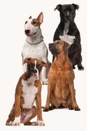 which dog breeds bite the most