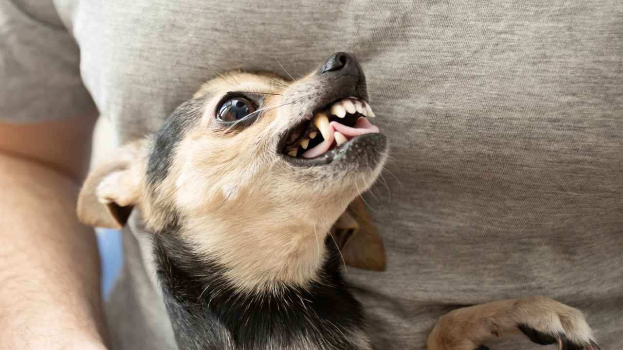 Southington Dog Bite Attorneys