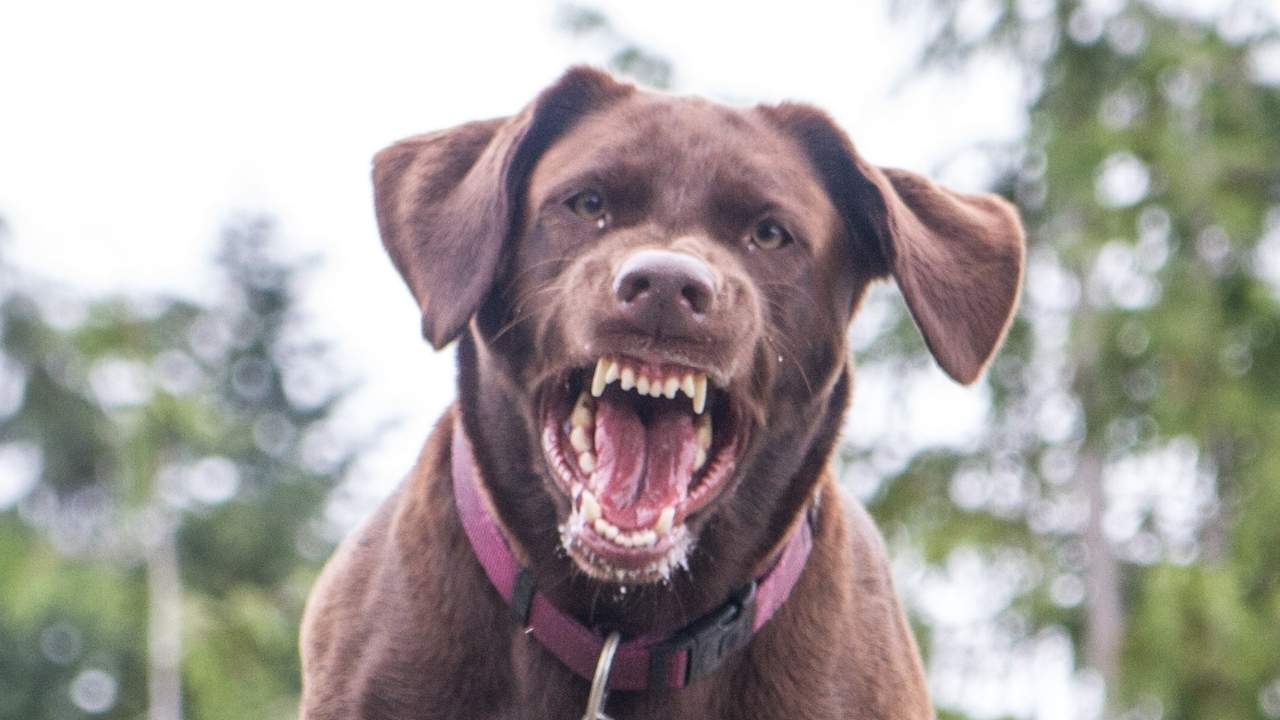 Hartford Dog Bite Attorney