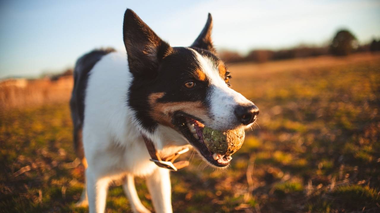 New Haven Dog Bite Attorney