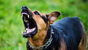 Average Dog Bite Settlement Amount in Connecticut