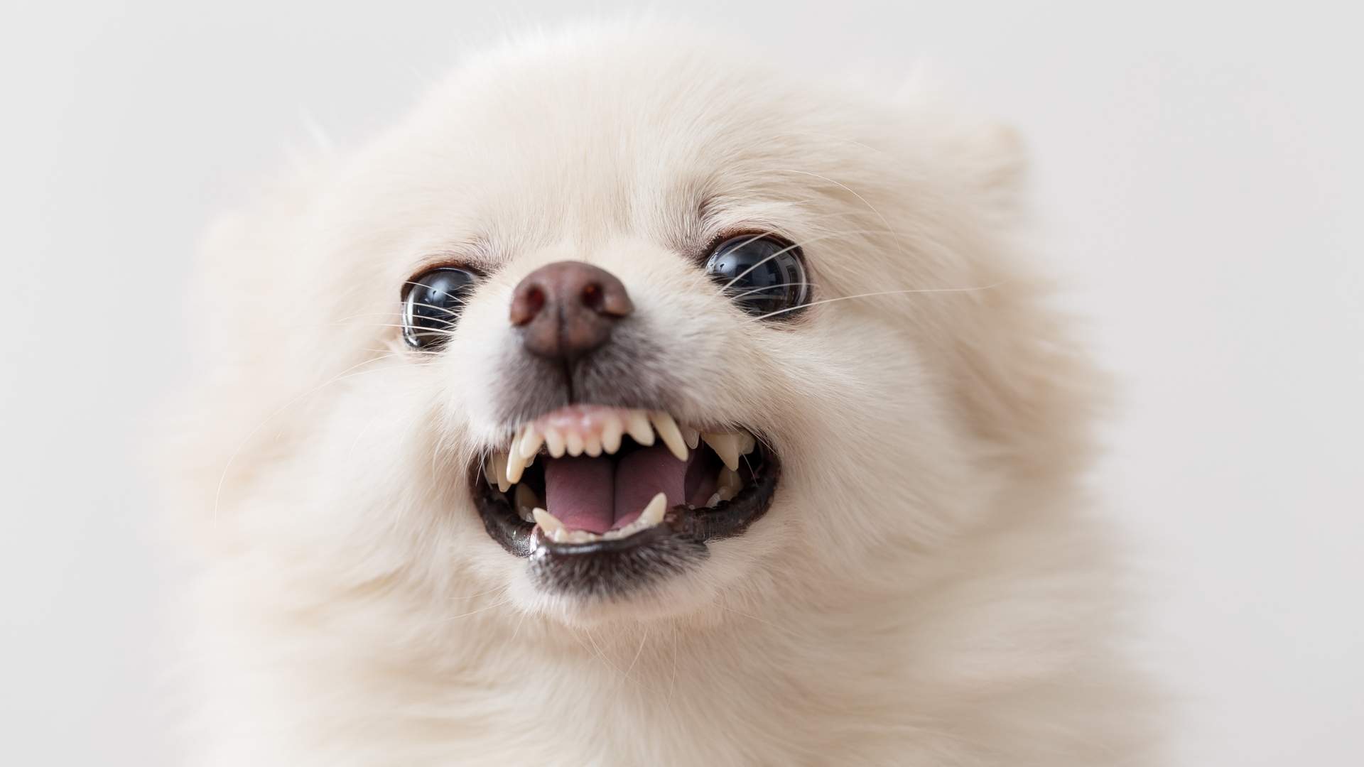 Huntington Dog Bite Attorney