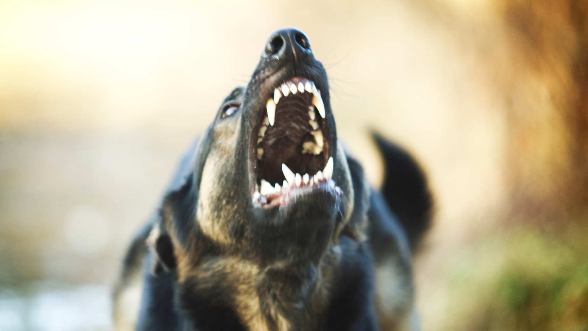 Massachusetts Dog Bite Attorney